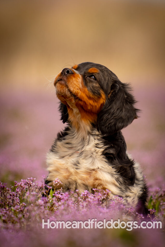 Adorable French Brittany puppy in a field of flowers