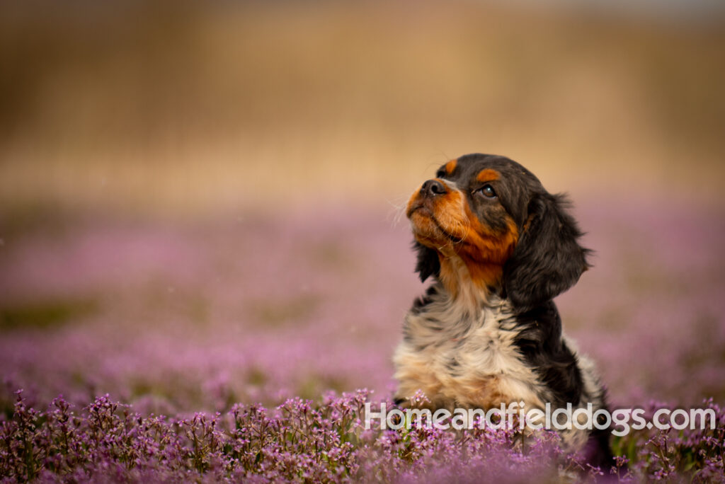 Adorable French Brittany puppy in a field of flowers