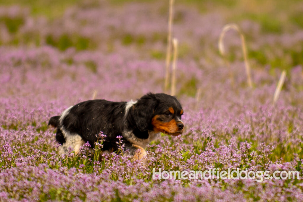 Adorable French Brittany puppy in a field of flowers