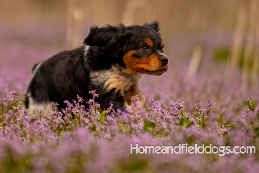 Adorable French Brittany puppy in a field of flowers