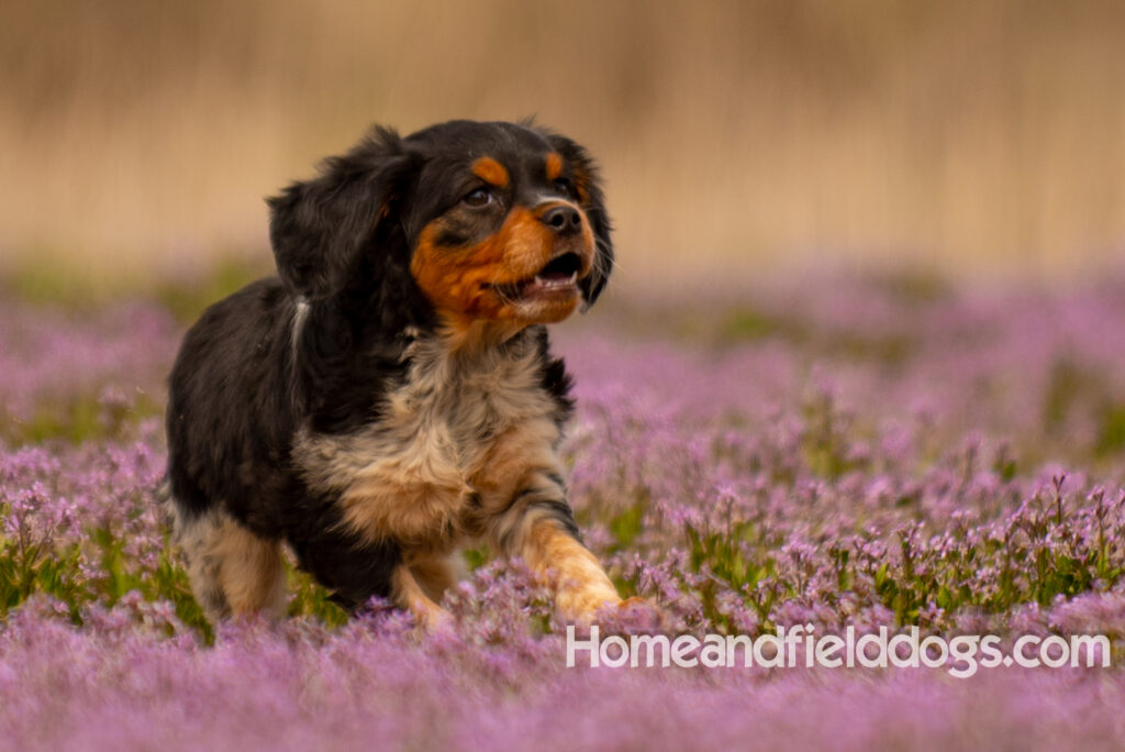 Adorable French Brittany puppy in a field of flowers
