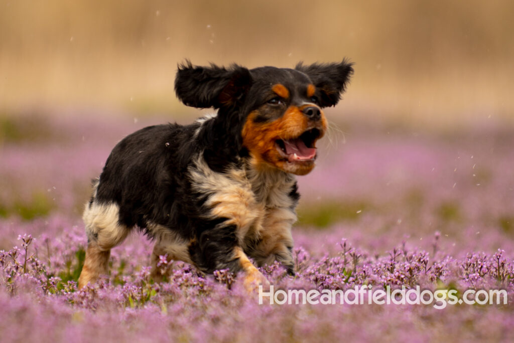 Adorable French Brittany puppy in a field of flowers