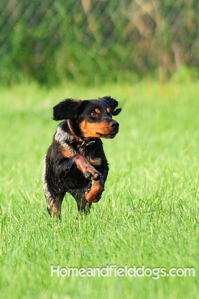 Pictures of a black tricolor roan French Brittany running in the fields