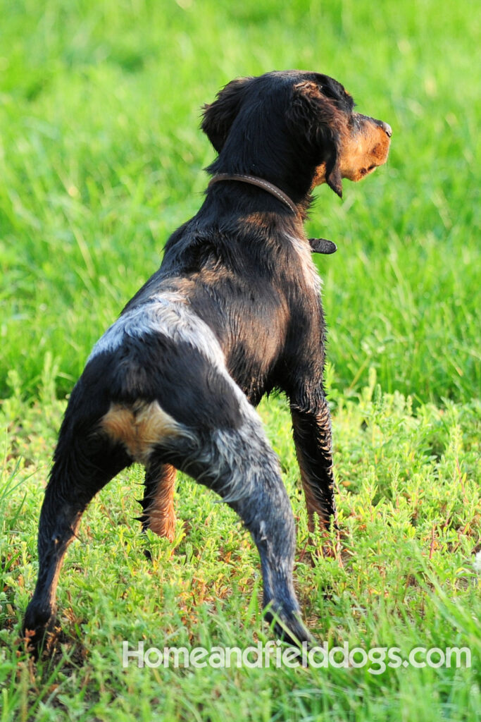 Pictures of a black tricolor roan French Brittany running in the fields