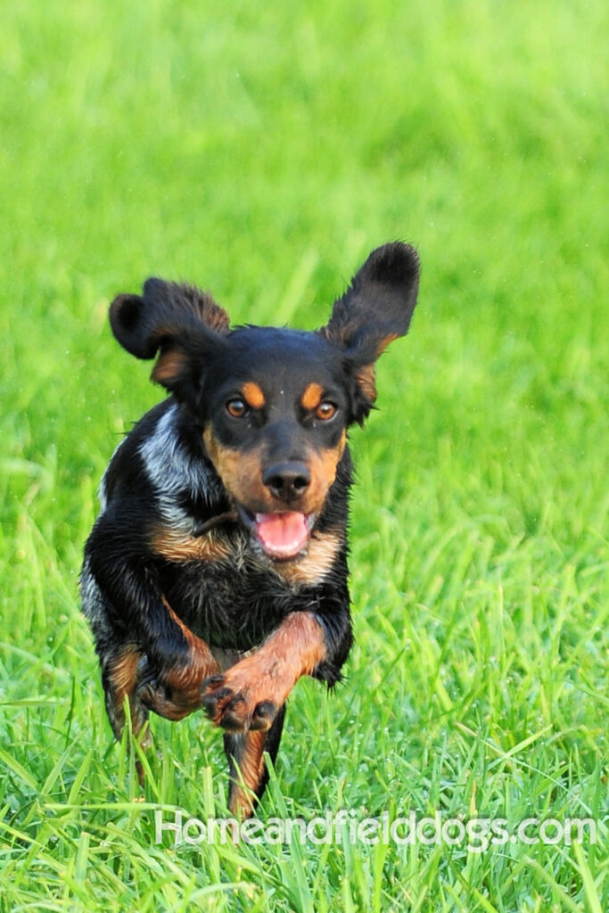 Pictures of a black tricolor roan French Brittany running in the fields