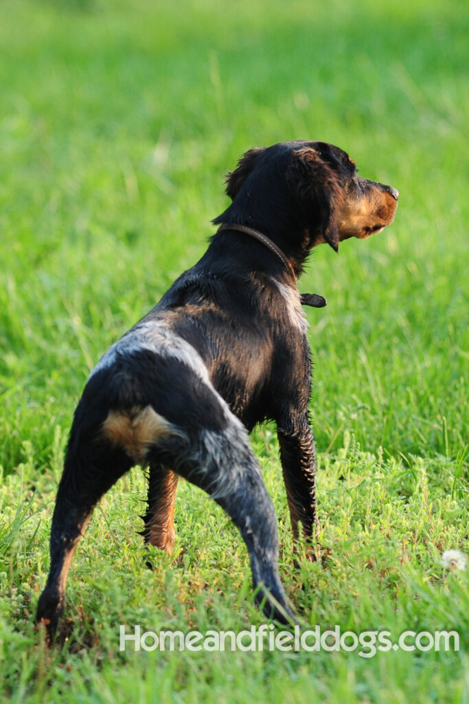 Pictures of a black tricolor roan French Brittany running in the fields