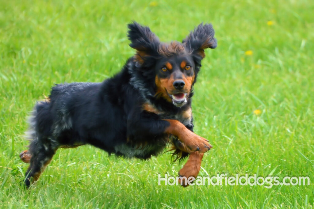 Pictures of a black tricolor roan French Brittany running in the fields