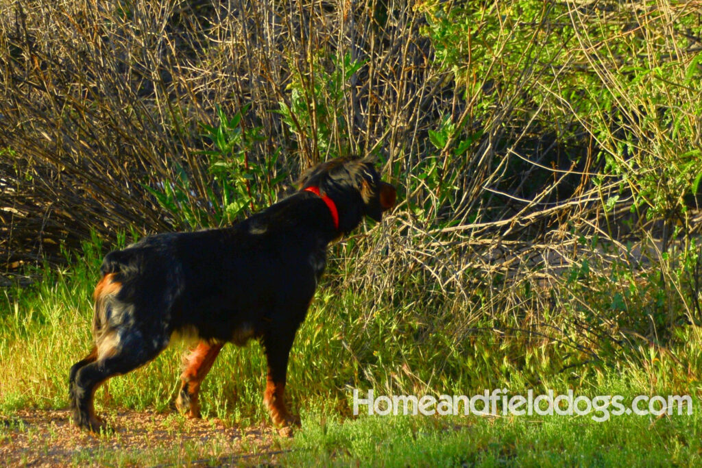 Pictures of a black tricolor roan French Brittany running in the fields