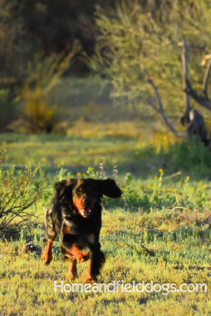 Pictures of a black tricolor roan French Brittany running in the fields