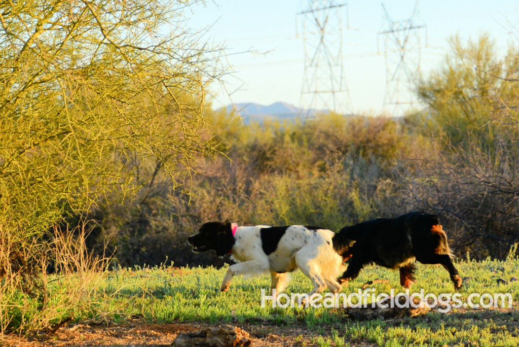 Pictures of a black tricolor roan French Brittany running in the fields