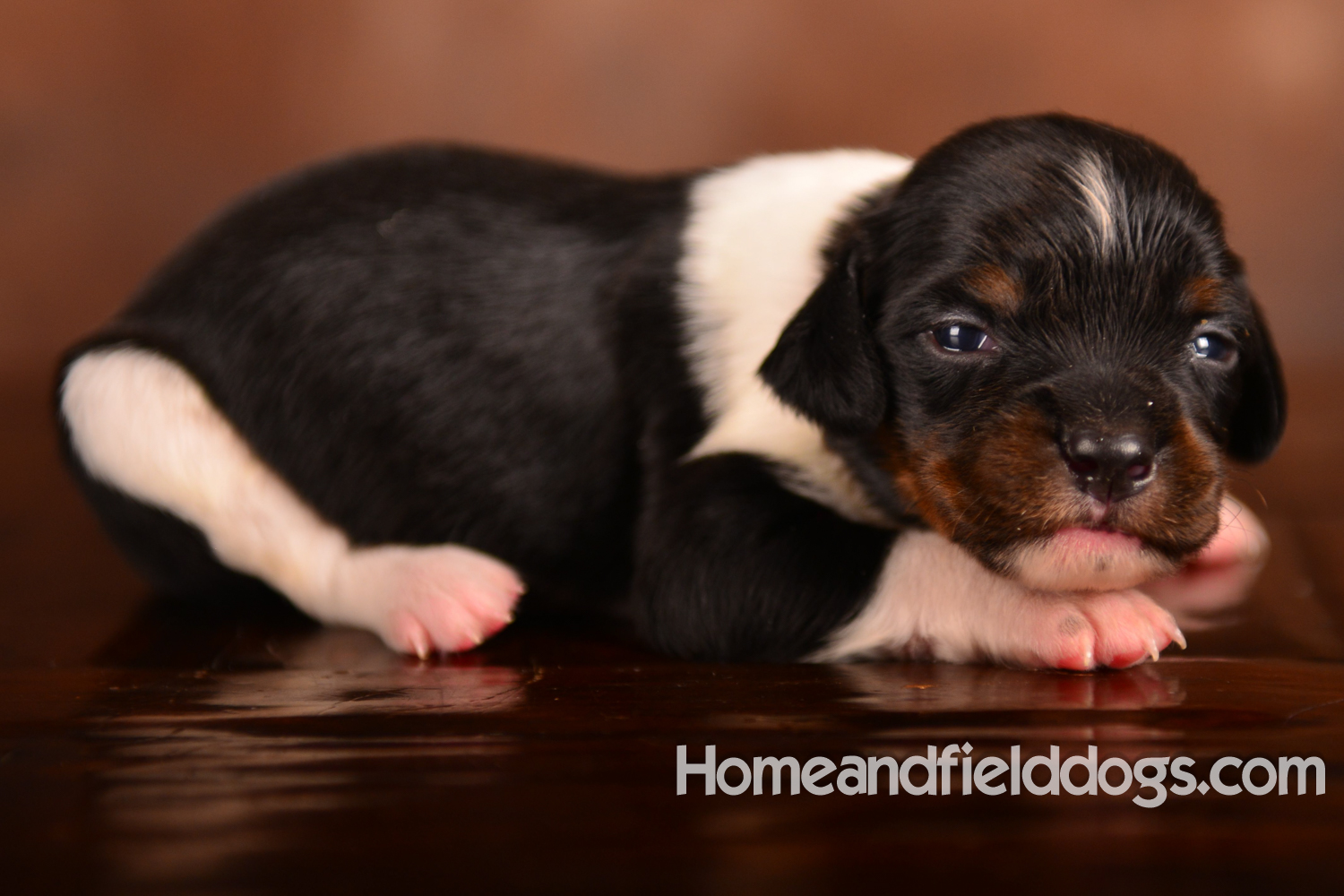 Pictures of newborn French Brittany puppies taken in studio