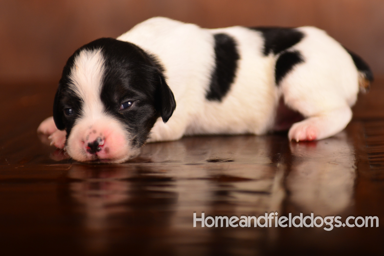 Pictures of newborn French Brittany puppies taken in studio