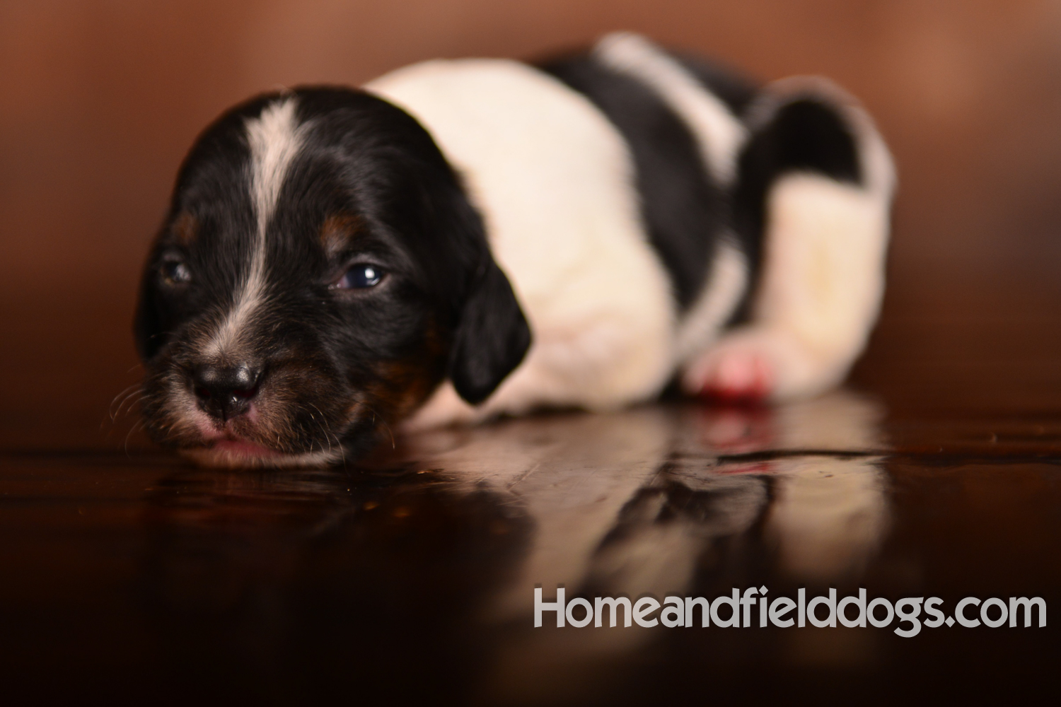 Pictures of newborn French Brittany puppies taken in studio