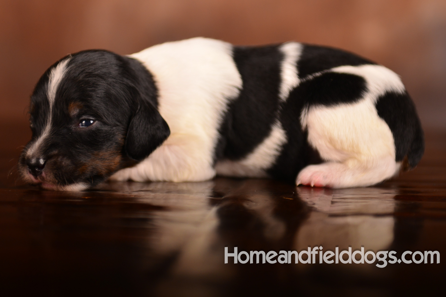 Pictures of newborn French Brittany puppies taken in studio