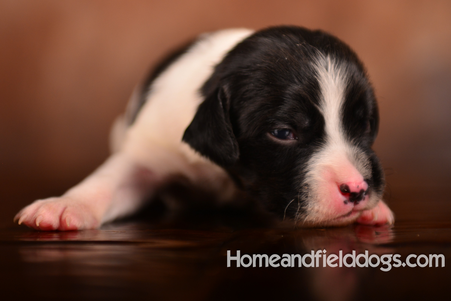 Pictures of newborn French Brittany puppies taken in studio