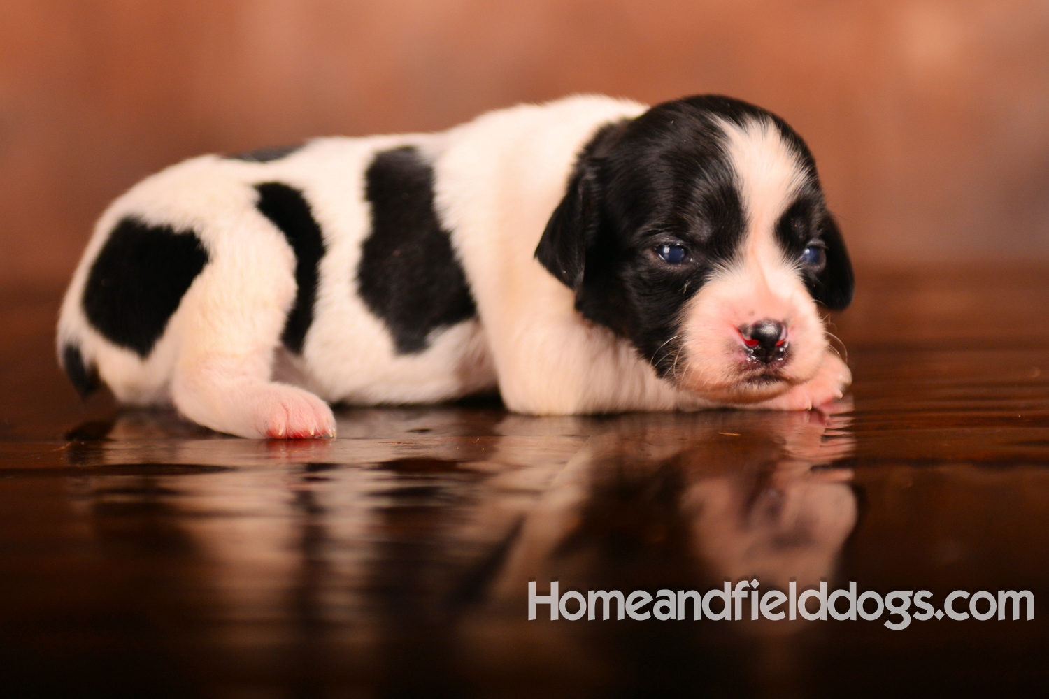 Pictures of newborn French Brittany puppies taken in studio