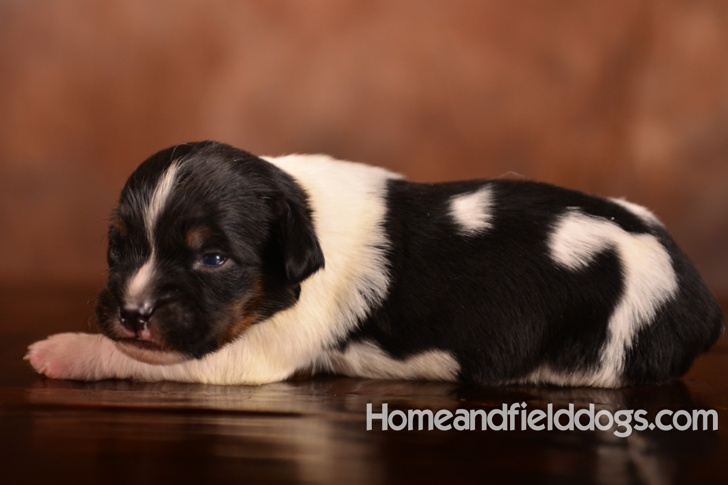 Pictures of newborn French Brittany puppies taken in studio