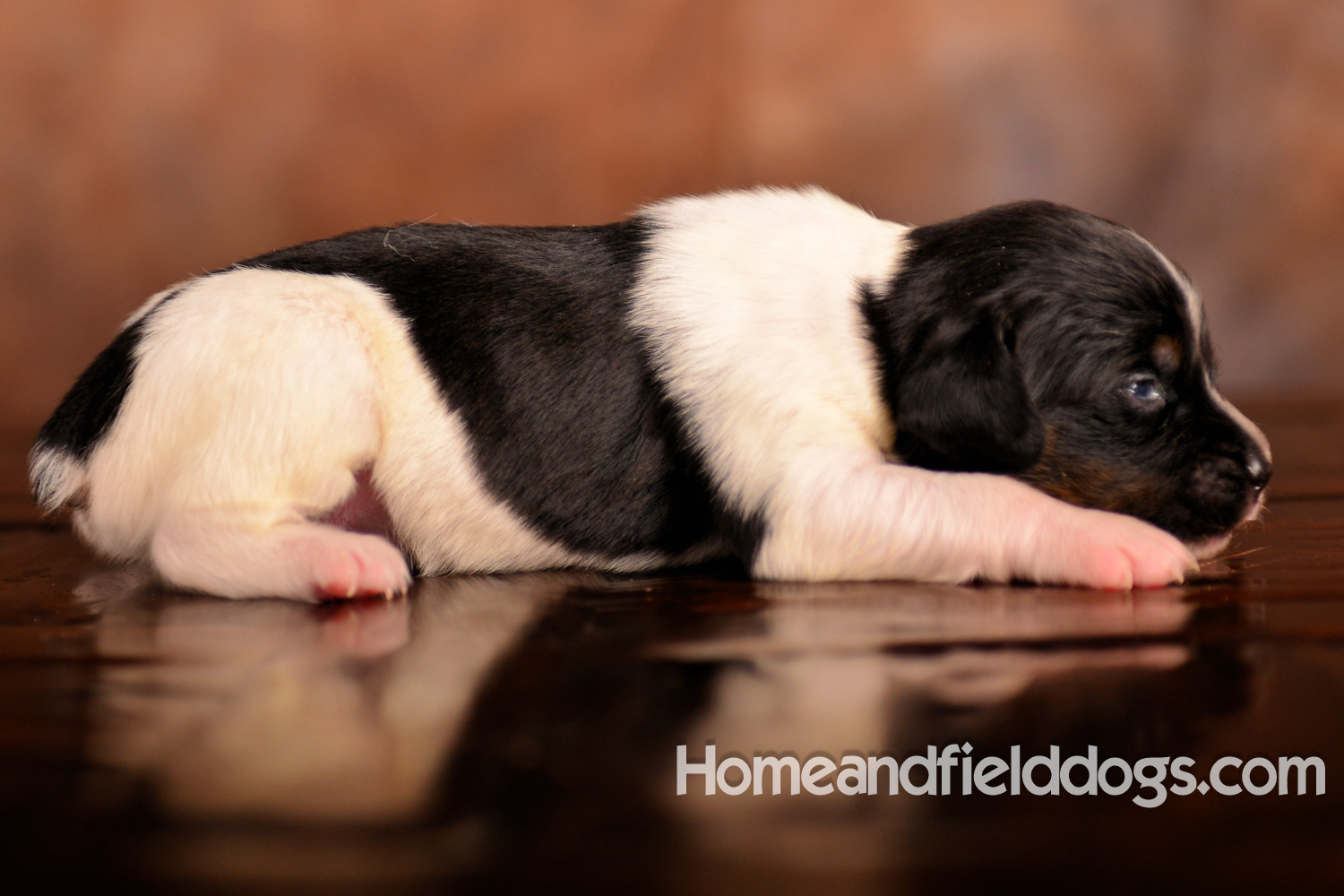 Pictures of newborn French Brittany puppies taken in studio