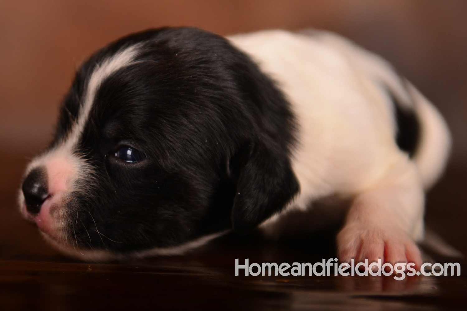 Pictures of newborn French Brittany puppies taken in studio