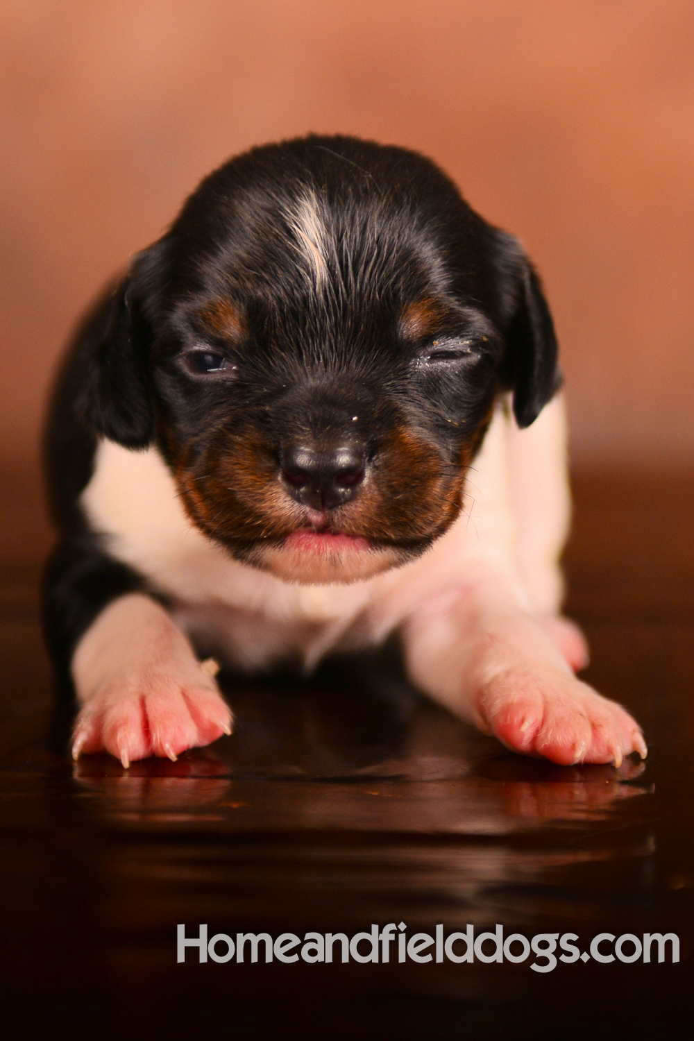 Pictures of newborn French Brittany puppies taken in studio