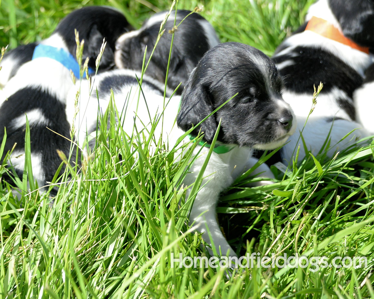 Pictures of young french brittany puppies outside in the son and grass with kids