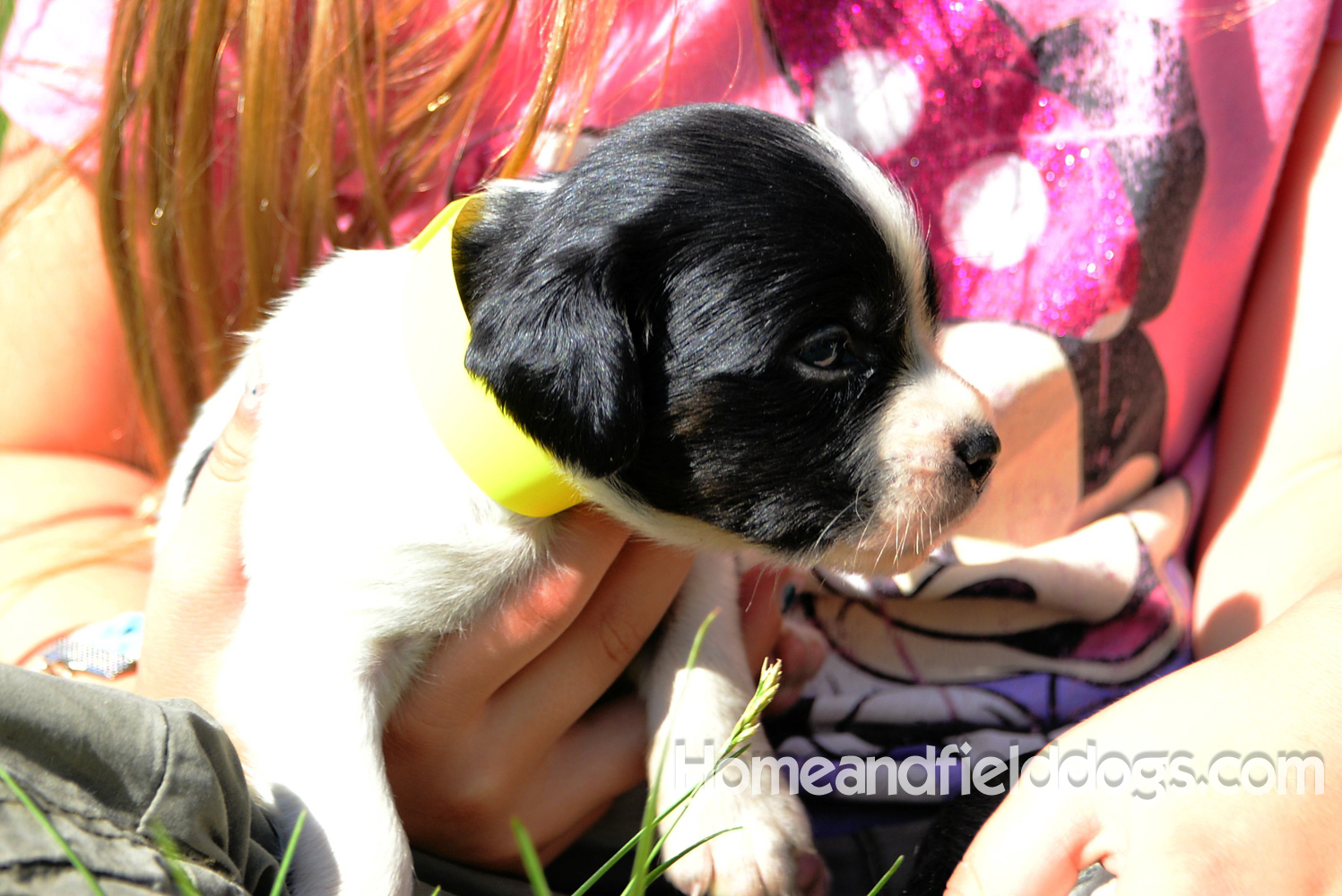 Pictures of young french brittany puppies outside in the son and grass with kids