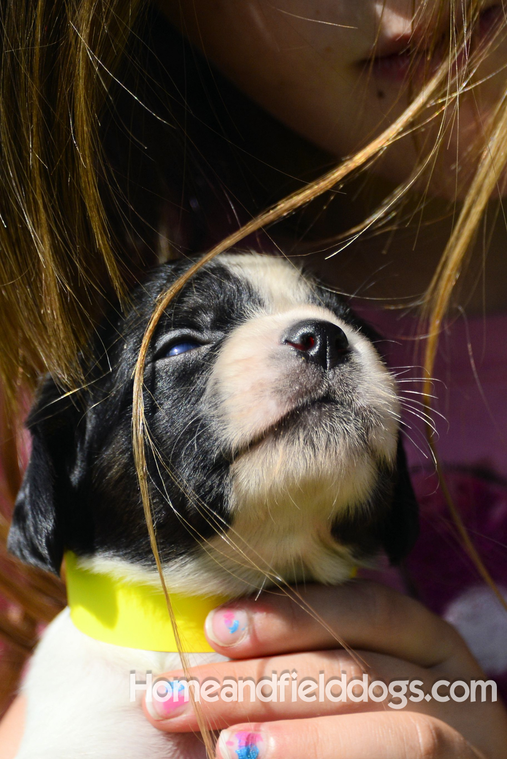 Pictures of young french brittany puppies outside in the son and grass with kids