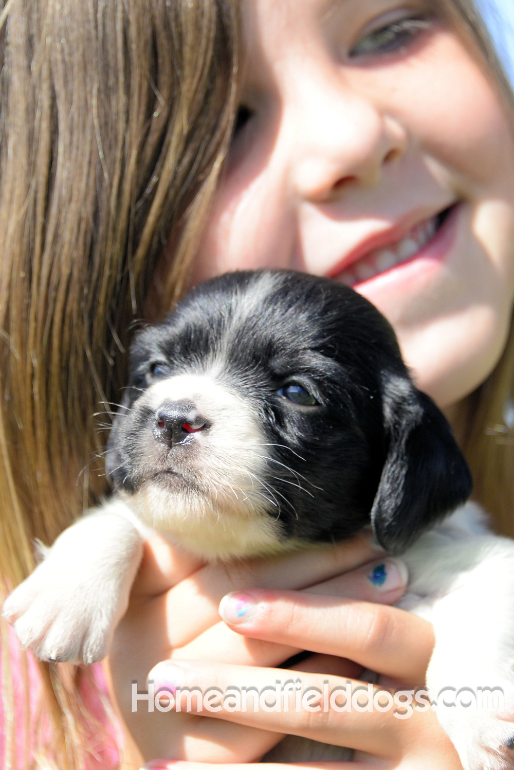 Pictures of young french brittany puppies outside in the son and grass with kids