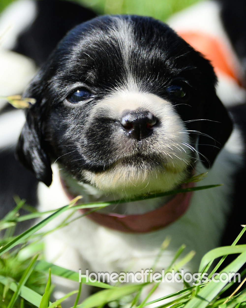 Pictures of young french brittany puppies outside in the son and grass with kids