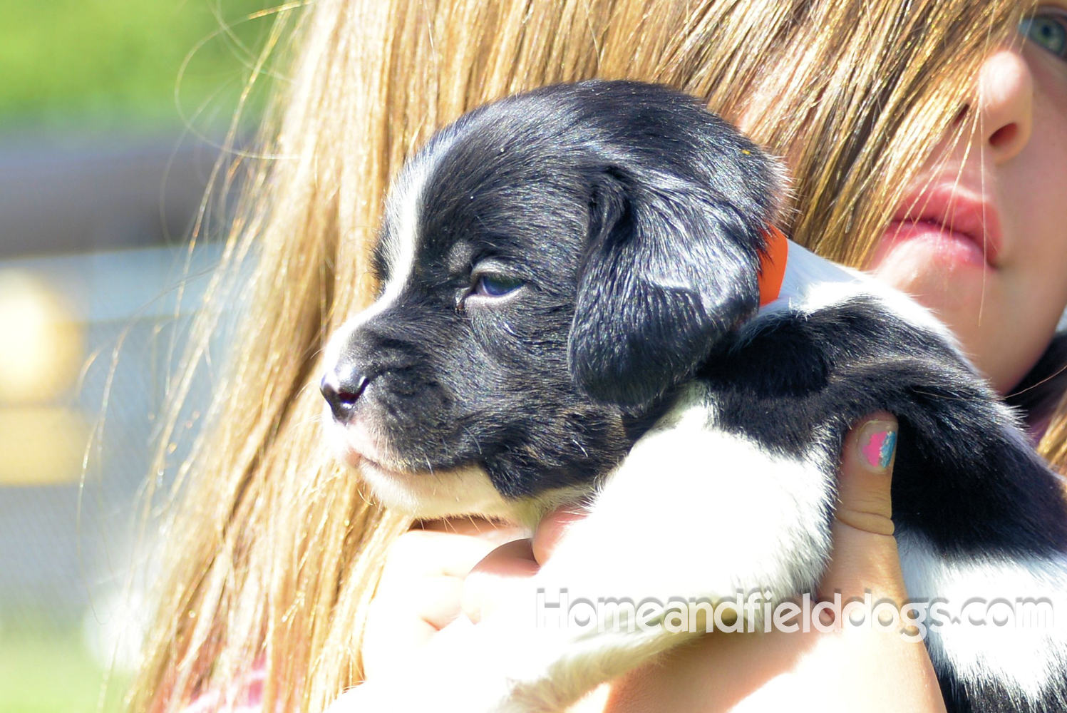 Pictures of young french brittany puppies outside in the son and grass with kids