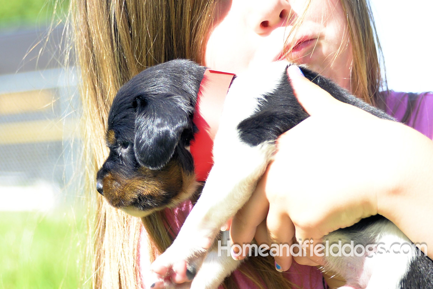 Pictures of young french brittany puppies outside in the son and grass with kids