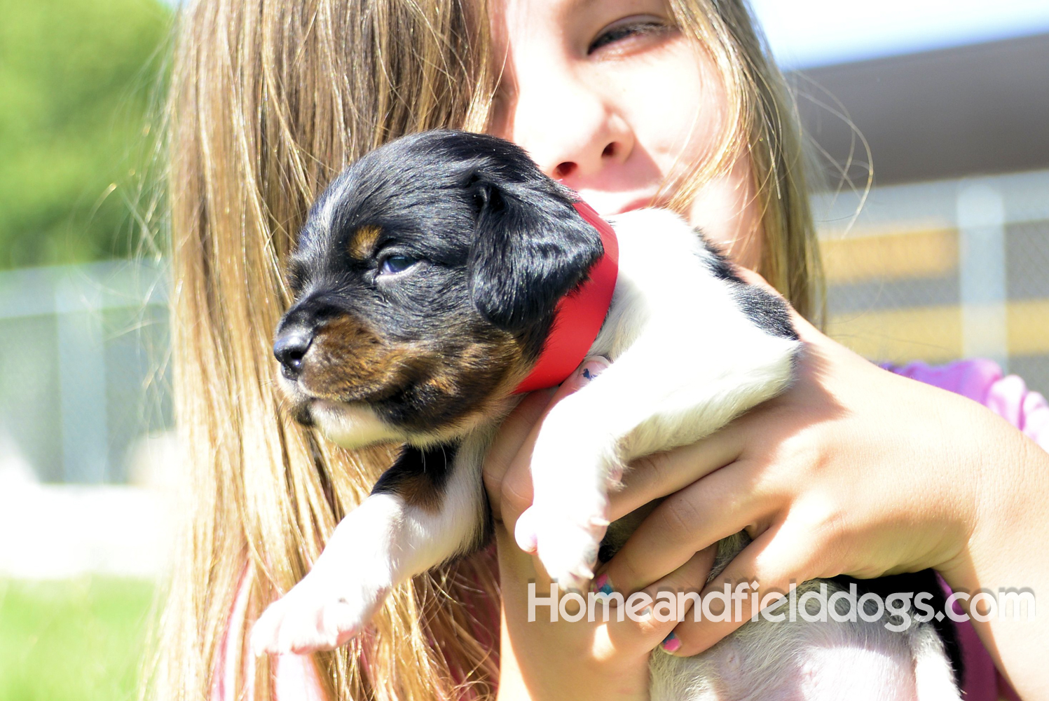 Pictures of young french brittany puppies outside in the son and grass with kids