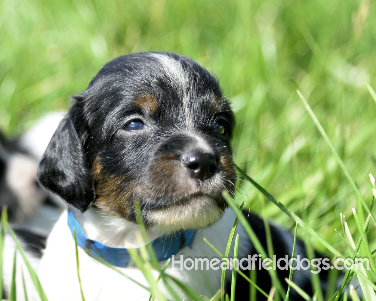 Pictures of young french brittany puppies outside in the son and grass with kids