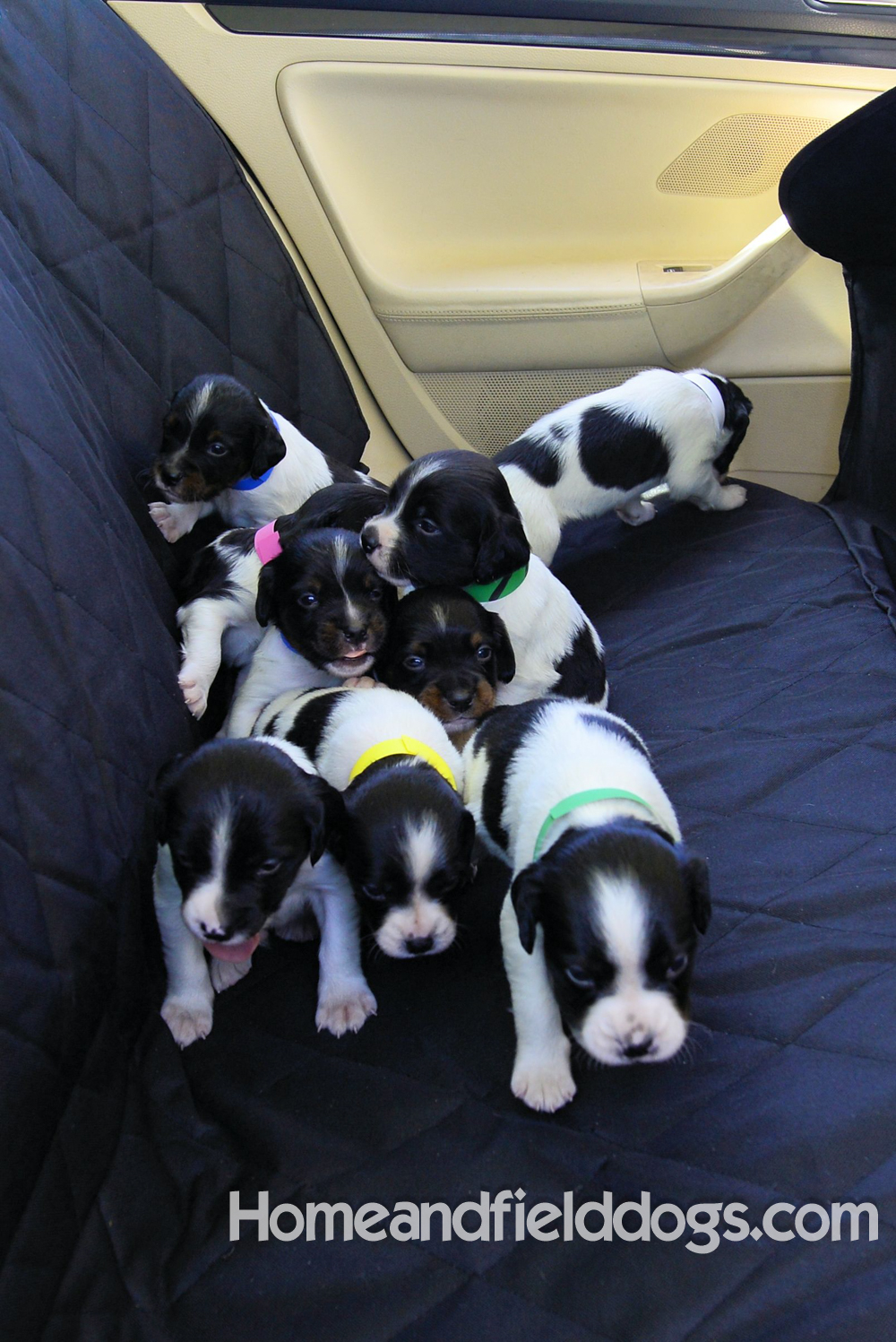 Pictures of Black tricolor French Brittany puppies in studio and going for a car ride to the vet