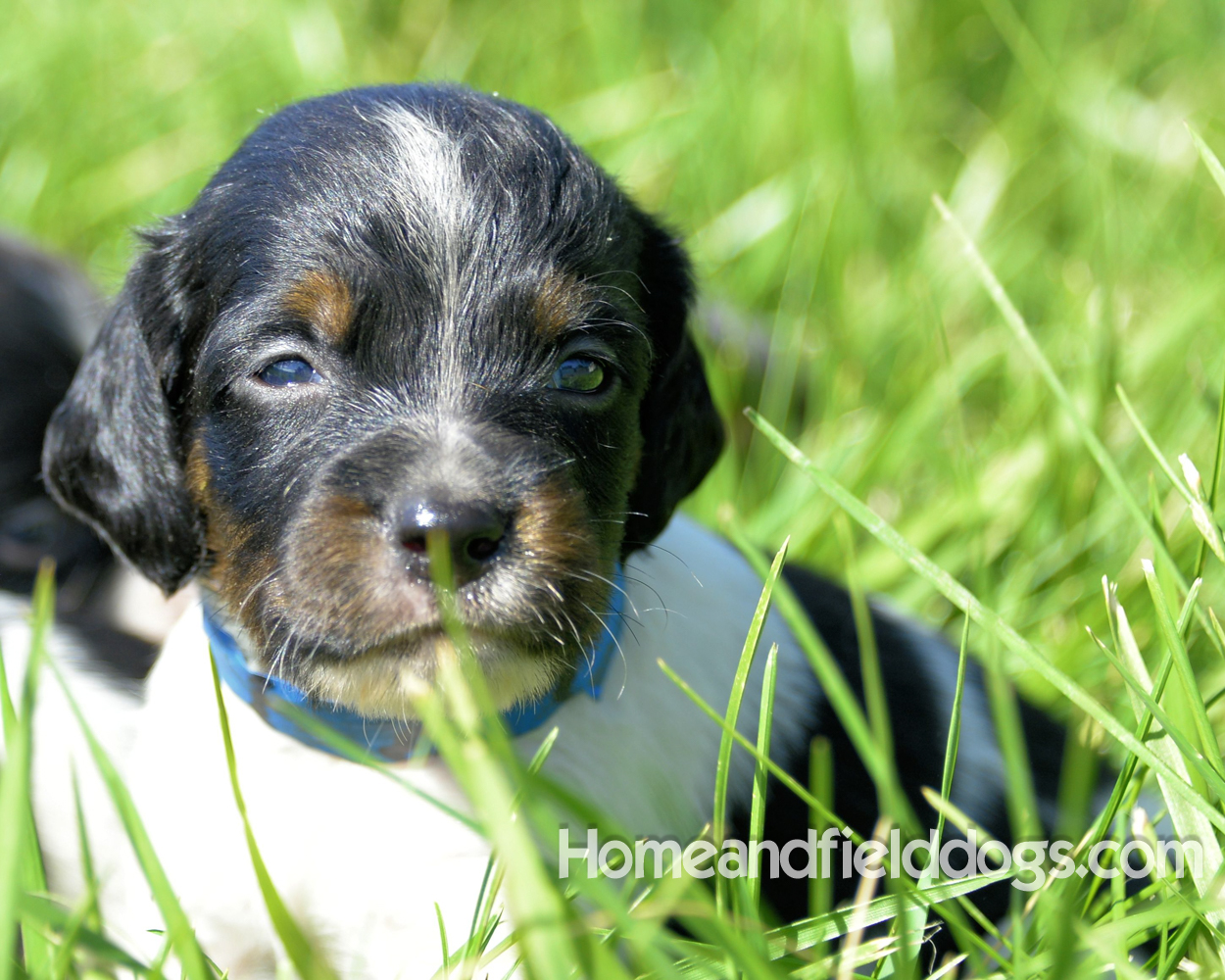 Pictures of young french brittany puppies outside in the son and grass with kids