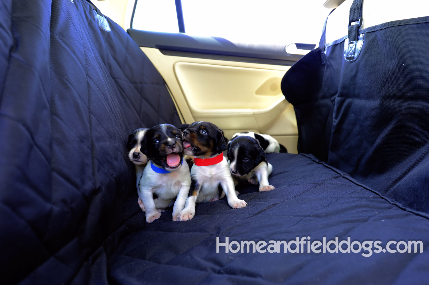 Pictures of Black tricolor French Brittany puppies in studio and going for a car ride to the vet