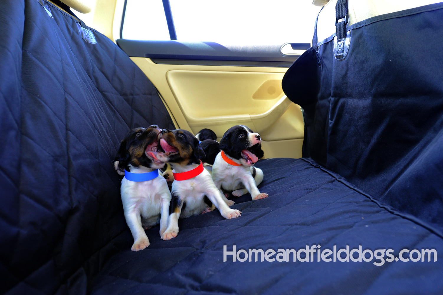 Pictures of Black tricolor French Brittany puppies in studio and going for a car ride to the vet