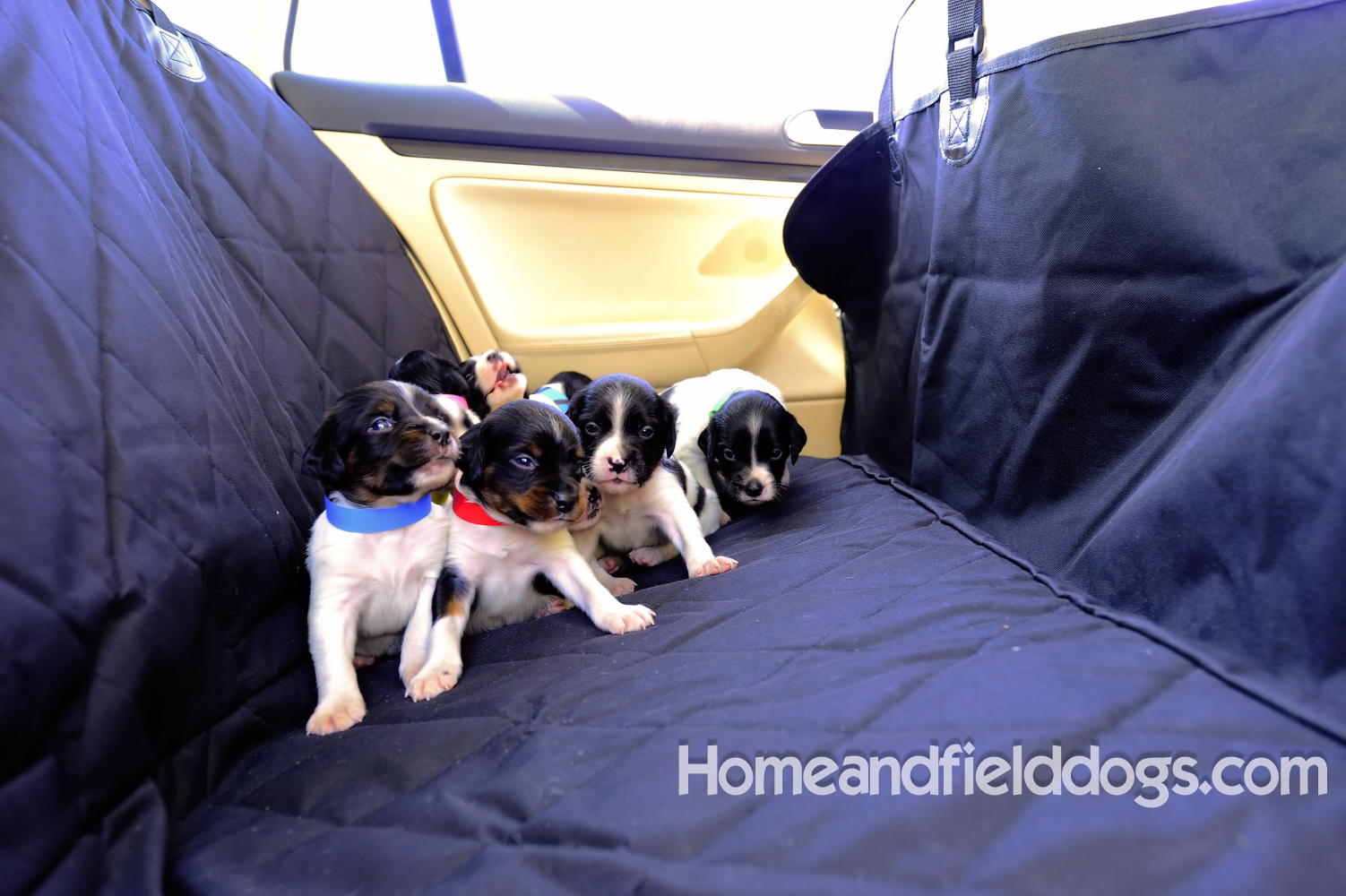 Pictures of Black tricolor French Brittany puppies in studio and going for a car ride to the vet