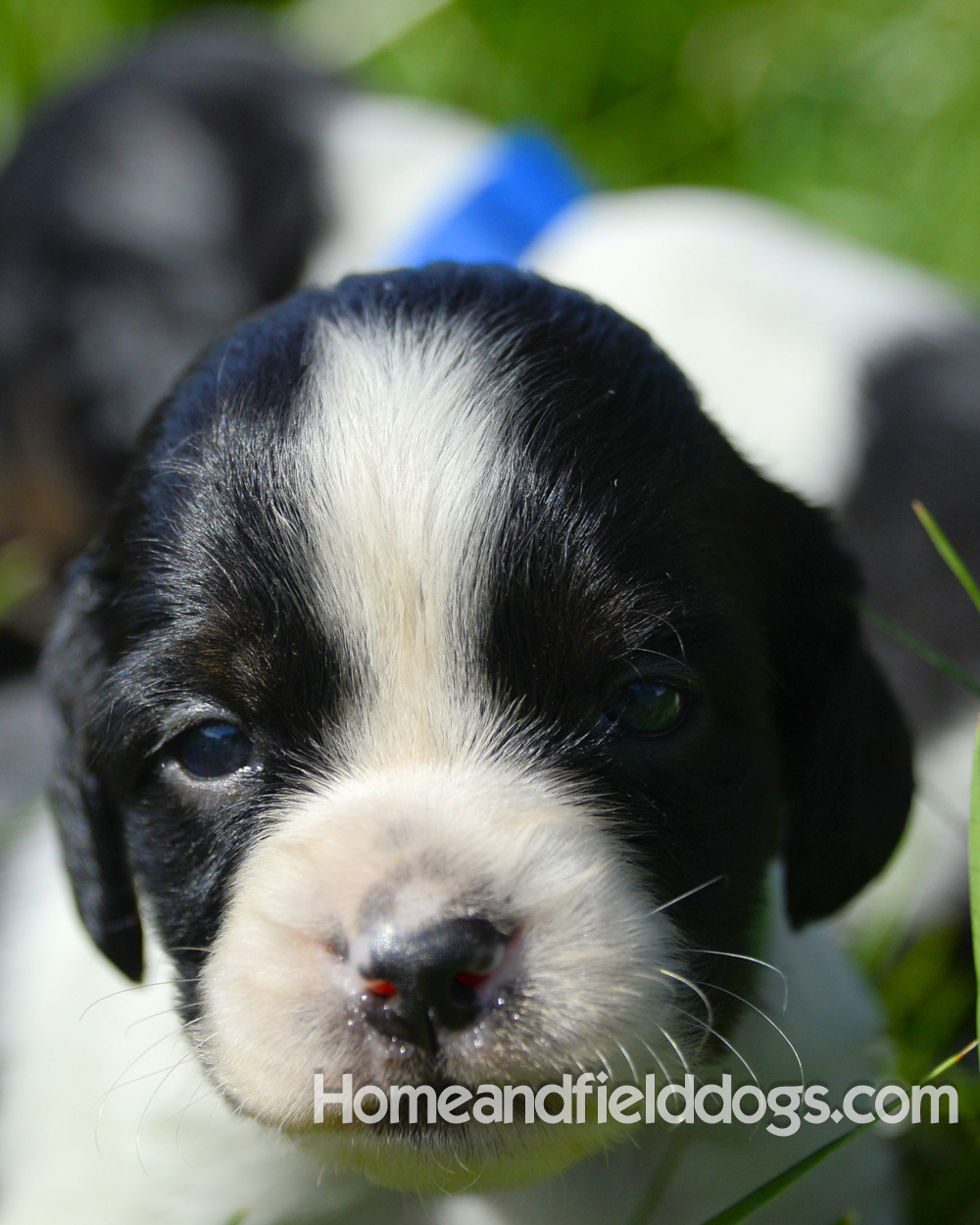 Pictures of young french brittany puppies outside in the son and grass with kids