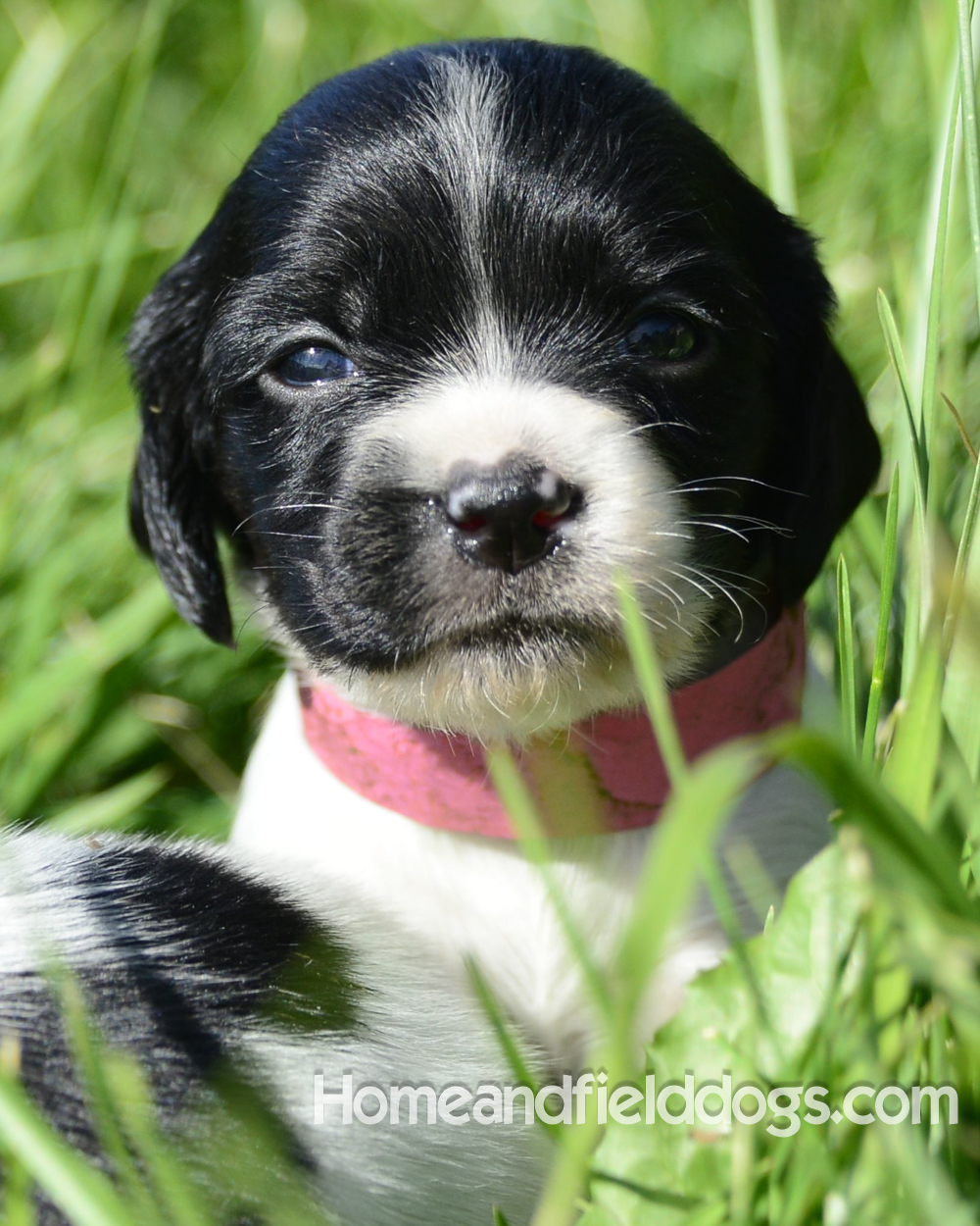 Pictures of young french brittany puppies outside in the son and grass with kids