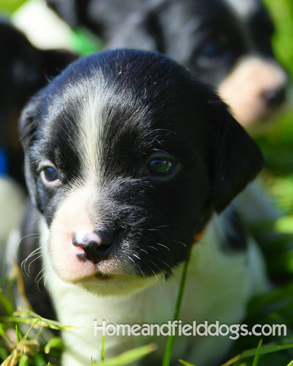 Pictures of young french brittany puppies outside in the son and grass with kids