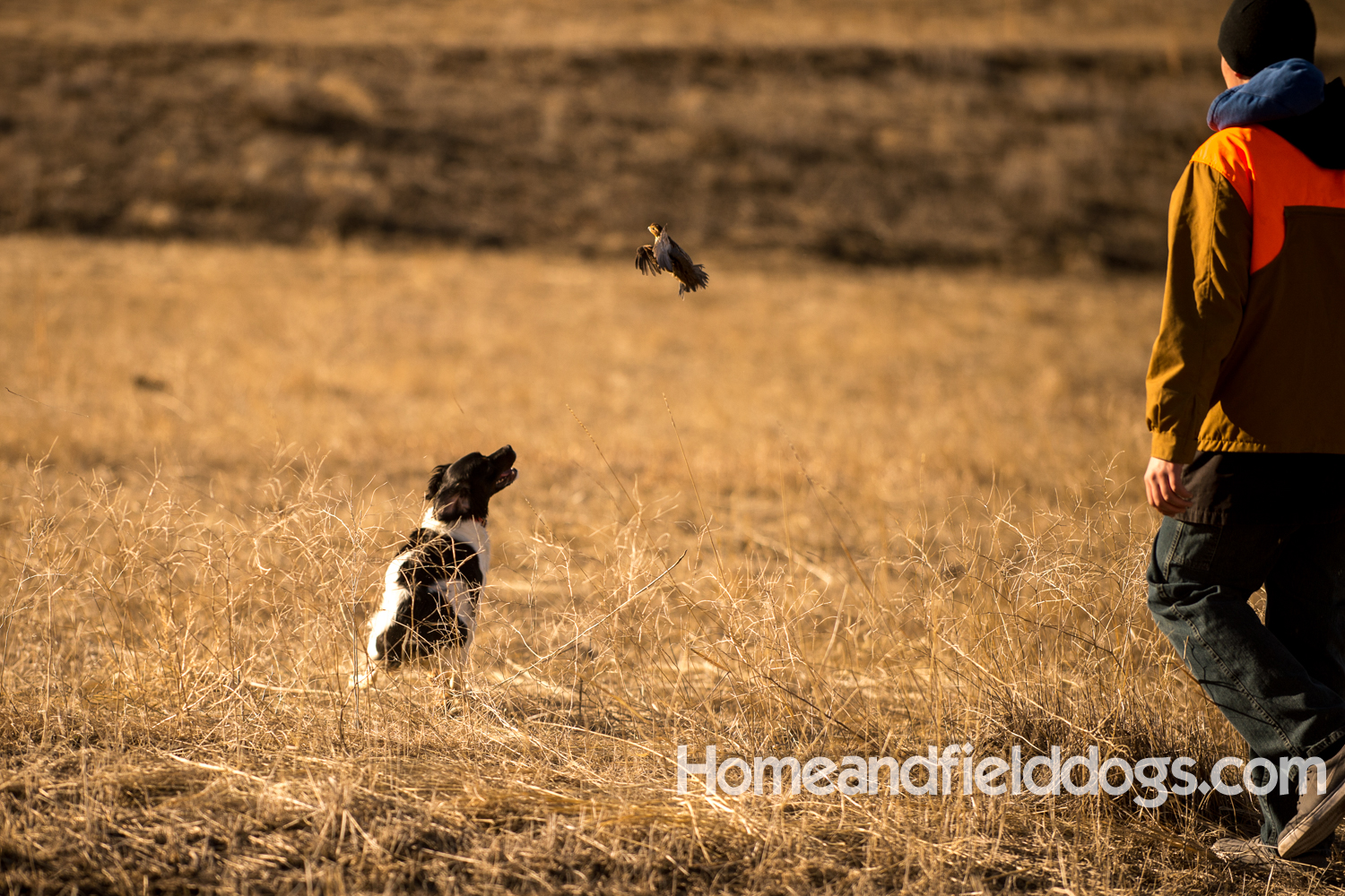 French Brittany spaniels hunting in a NSTRA field trial