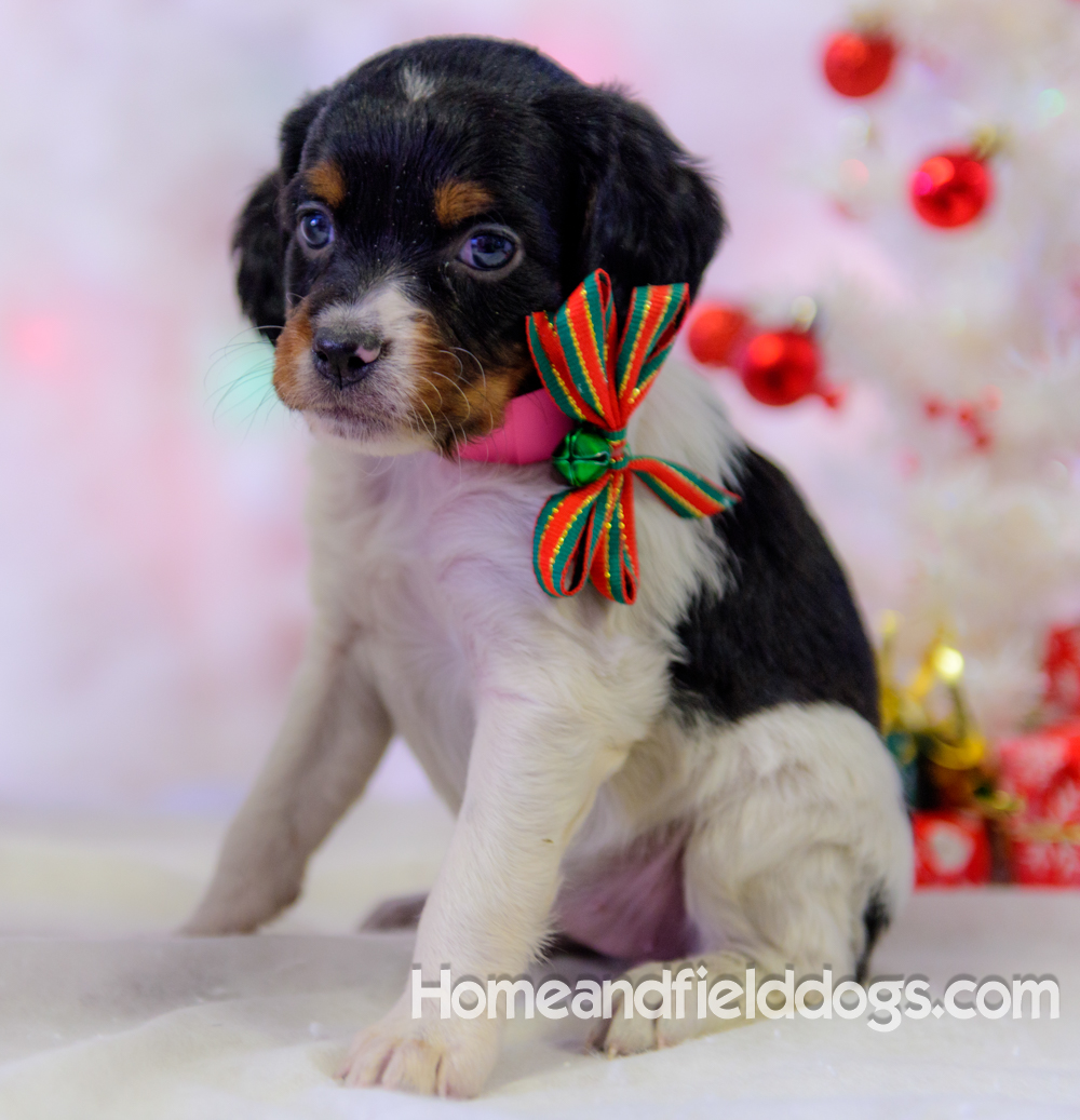 Pictures of French Brittany puppies for sale posing with Christmas decorations