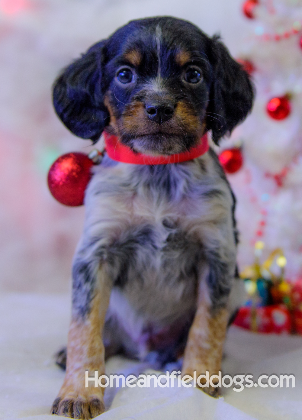 Pictures of French Brittany puppies for sale posing with Christmas decorations