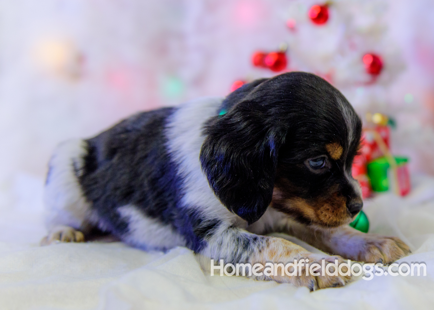 Pictures of French Brittany puppies for sale posing with Christmas decorations