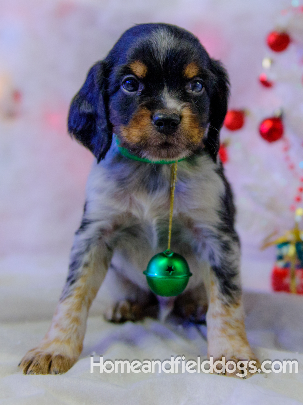 Pictures of French Brittany puppies for sale posing with Christmas decorations