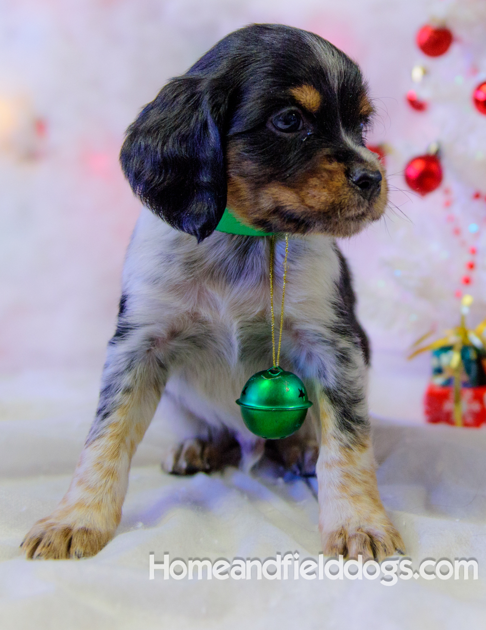 Pictures of French Brittany puppies for sale posing with Christmas decorations