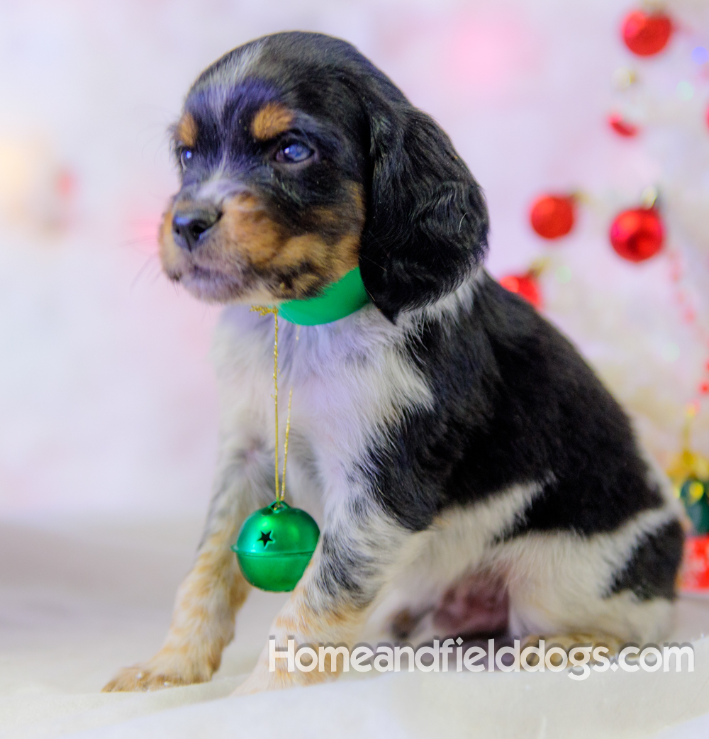 Pictures of French Brittany puppies for sale posing with Christmas decorations
