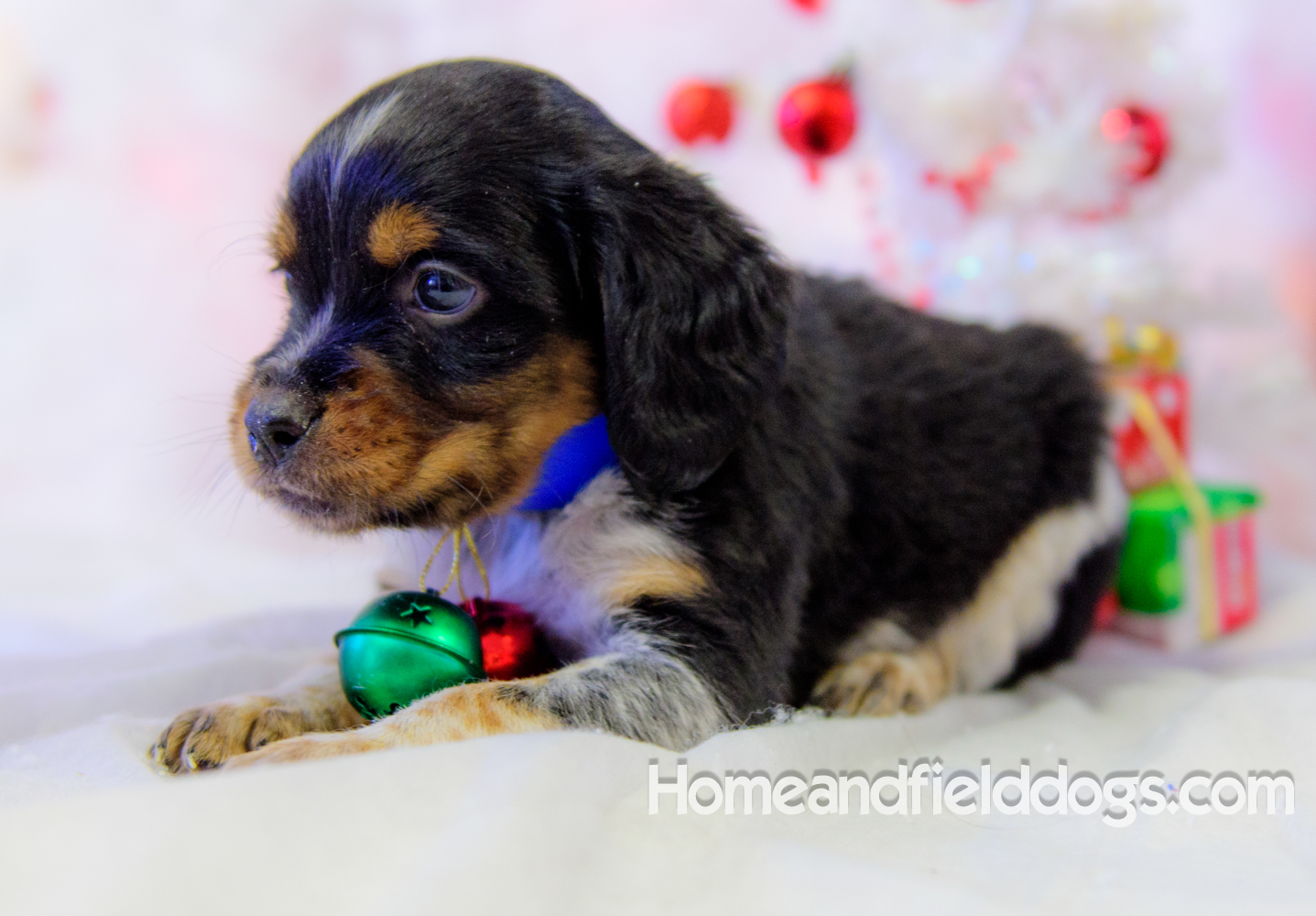 Pictures of French Brittany puppies for sale posing with Christmas decorations