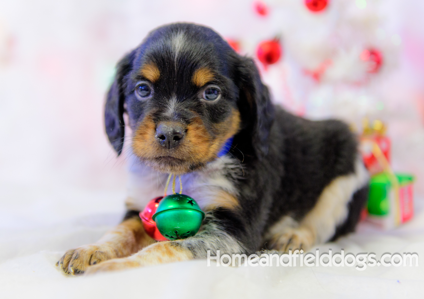 Pictures of French Brittany puppies for sale posing with Christmas decorations